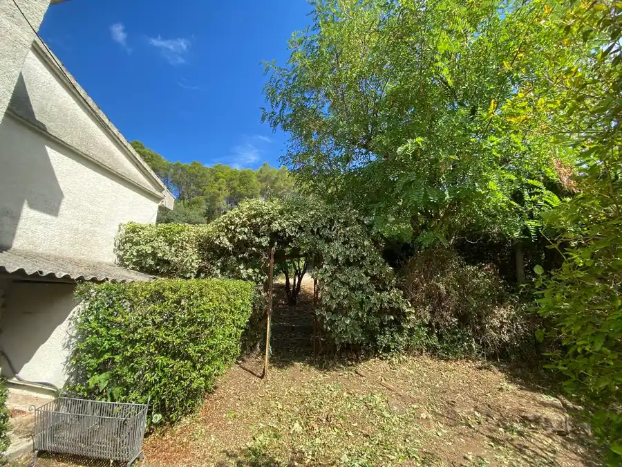 Massif et haie retaillés devant une maison, pins en arrière-plan