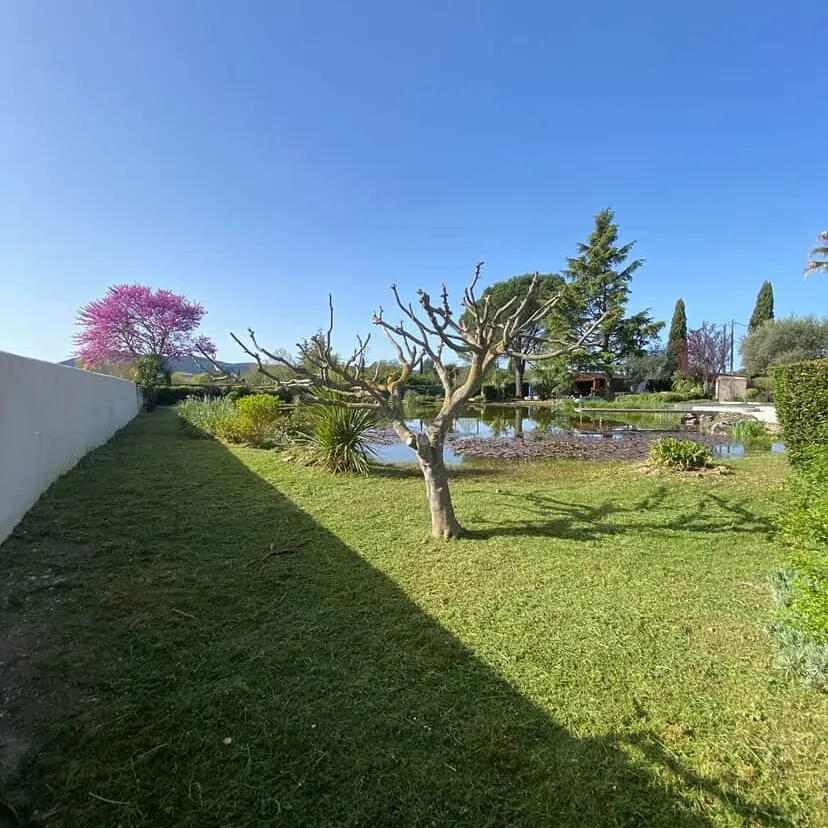 Pelouse tondue autour d'un bassin, arbre rabattu et arbre de Judée en fleur